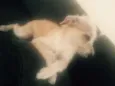Bela