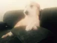 Bela