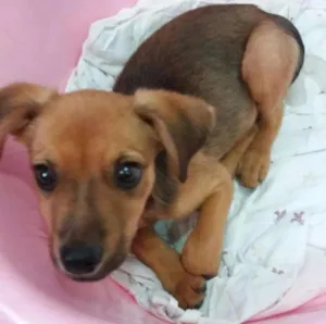 Cachorro raça Sem raça definida idade 2 a 6 meses nome Filhote