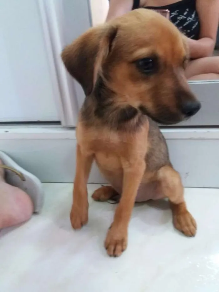 Cachorro ra a Sem raça definida idade 2 a 6 meses nome Filhote