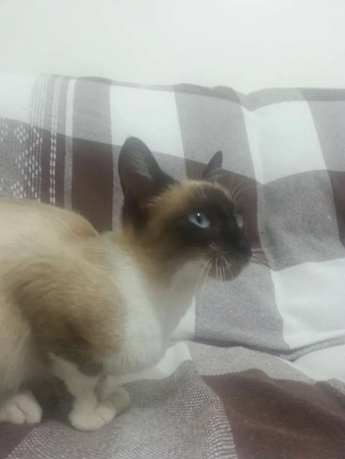 Gato ra a Siamês idade 7 a 11 meses nome Não possui