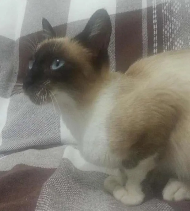 Gato ra a Siamês idade 7 a 11 meses nome Não possui