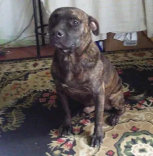 Cachorro raça Pit-Bull idade 2 anos nome ayron