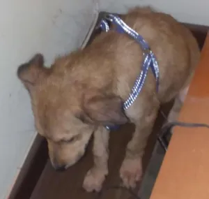 Cachorro raça indefinida idade 2 a 6 meses nome Totó