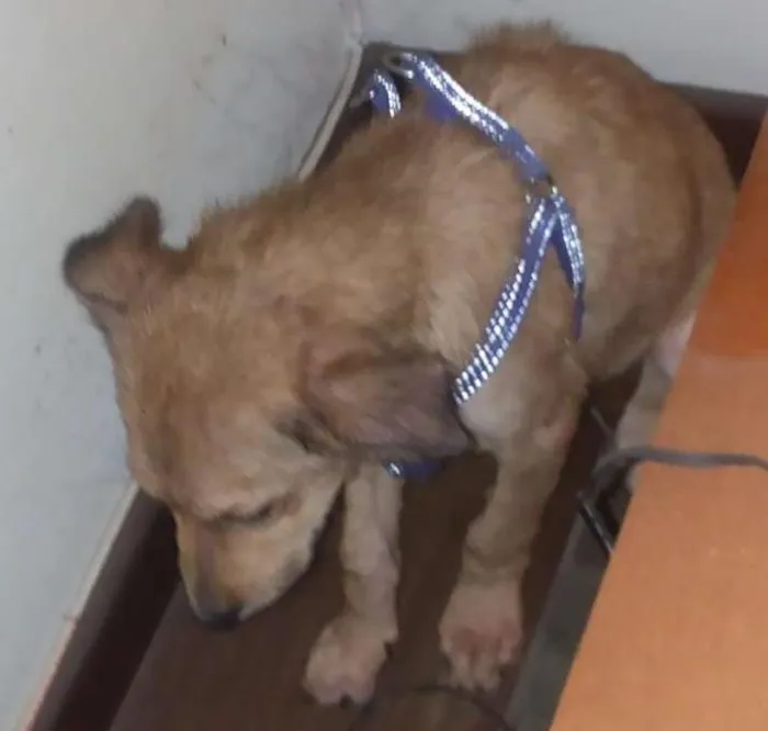 Cachorro ra a indefinida idade 2 a 6 meses nome Totó