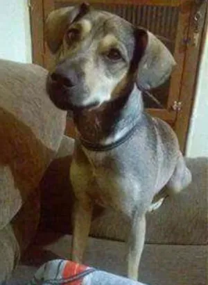 Cachorro raça SRD idade 1 ano nome Teco