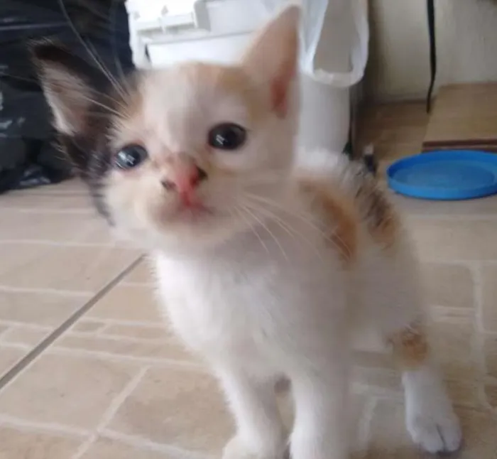 Gato ra a Indefinida idade Abaixo de 2 meses nome Princesa