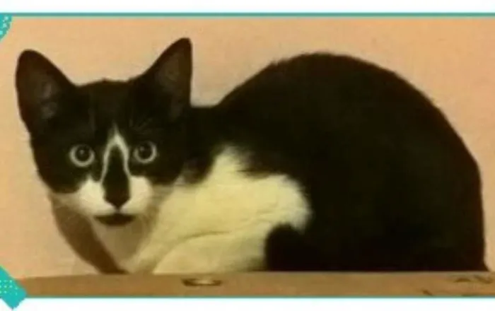 Gato ra a SRD idade 2 a 6 meses nome TOM