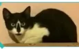 TOM