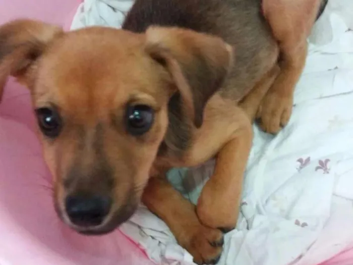 Cachorro ra a Sem raça definida idade 2 a 6 meses nome Filhote