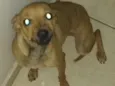 Bebe
