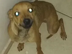 Cachorro ra a Pinticher  idade 7 a 11 meses nome Bebe