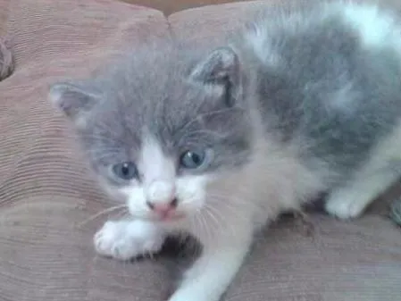 Gato ra a SRD idade Abaixo de 2 meses nome Ursinho