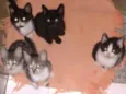 Gatinhos 