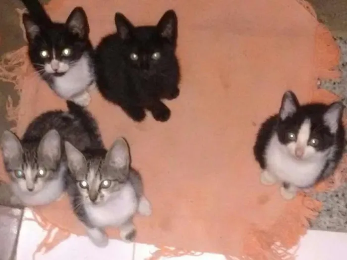 Gato raça Siamês  idade 2 a 6 meses nome Gatinhos 