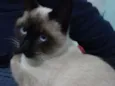 Gatinho