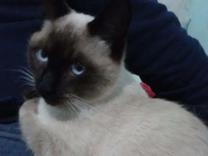 Gato ra a Seames idade 7 a 11 meses nome Gatinho