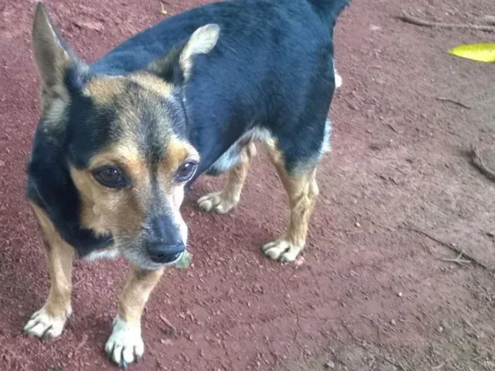 Cachorro ra a SRD idade 6 ou mais anos nome Ratinho GRATIFICA