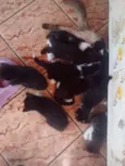 Gatos