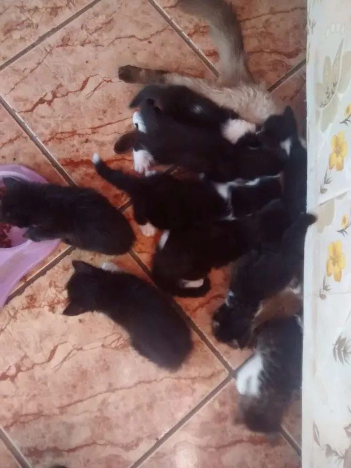 Gato ra a  idade 2 a 6 meses nome Gatos