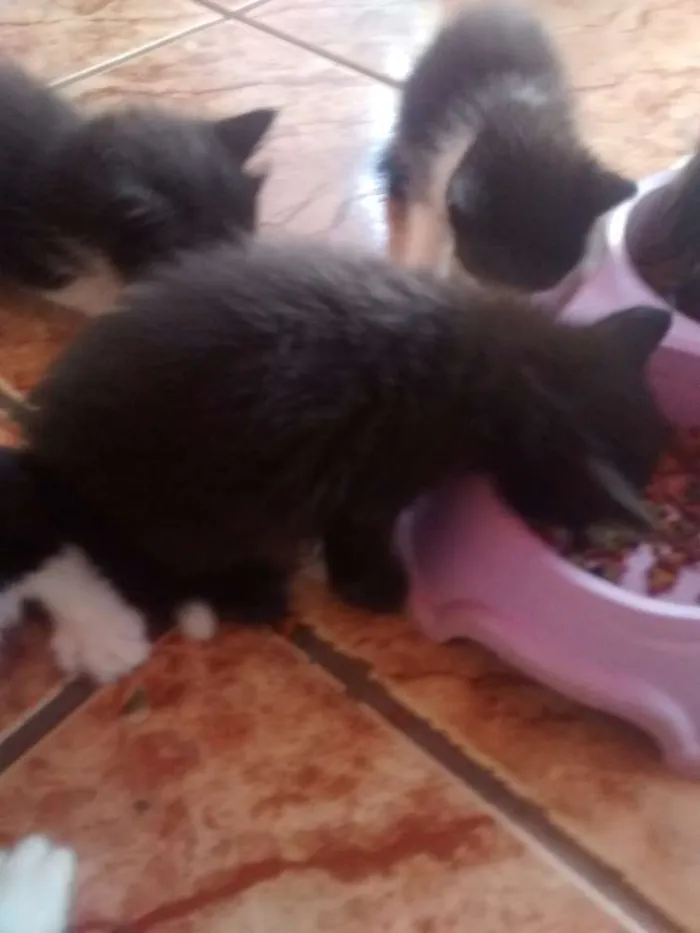 Gato ra a  idade 2 a 6 meses nome Gatos