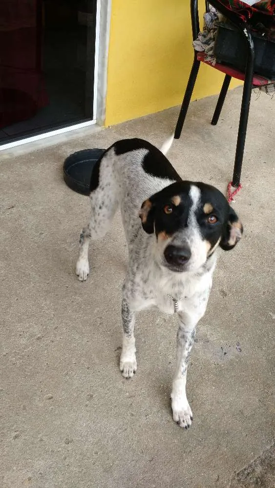 Cachorro ra a Vira-Lata, misturado com Labrador. idade 1 ano nome Vivo, Kira