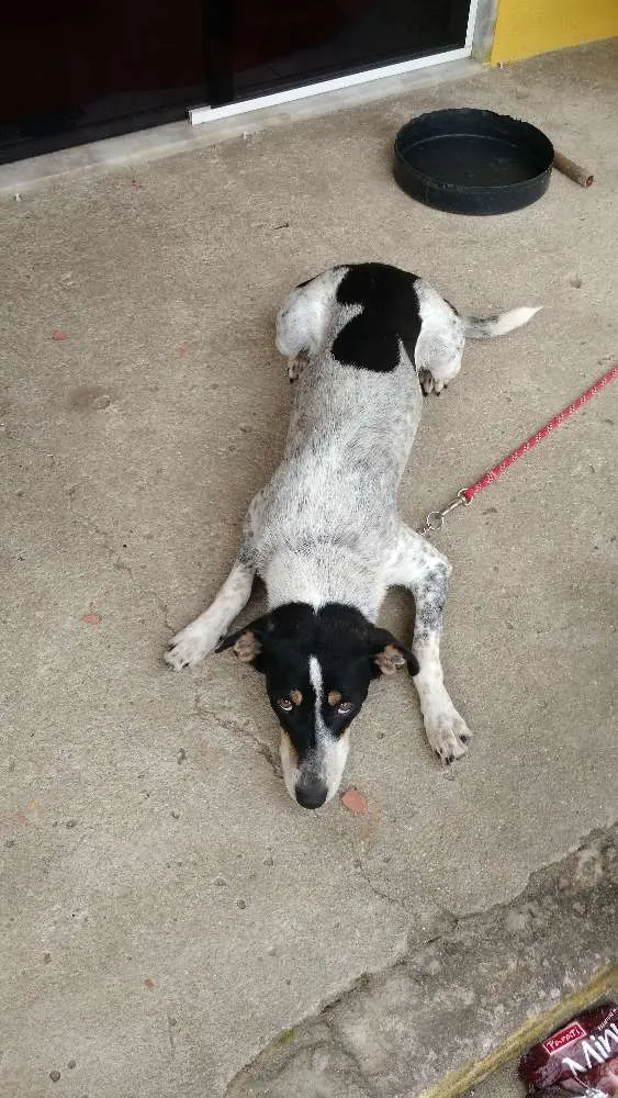 Cachorro ra a Vira-Lata, misturado com Labrador. idade 1 ano nome Vivo, Kira