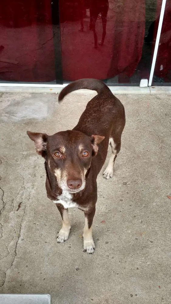 Cachorro ra a Vira-Lata, misturado com Labrador. idade 1 ano nome Vivo, Kira