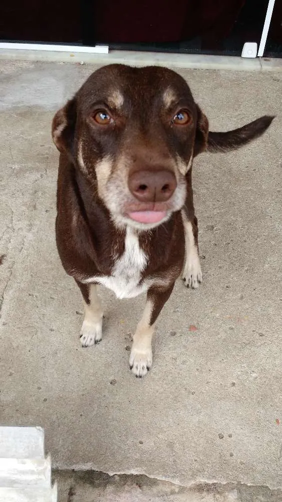 Cachorro ra a Vira-Lata, misturado com Labrador. idade 1 ano nome Vivo, Kira