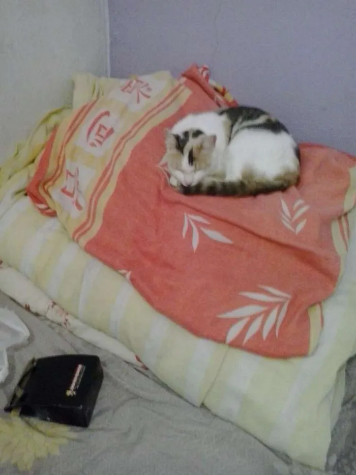 Gato ra a Srd idade 5 anos nome Lolla