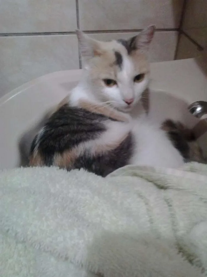 Gato ra a Srd idade 5 anos nome Lolla