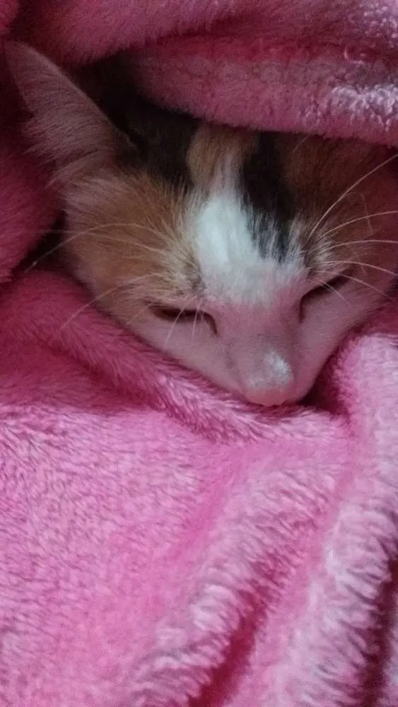 Gato ra a Srd idade 5 anos nome Lolla