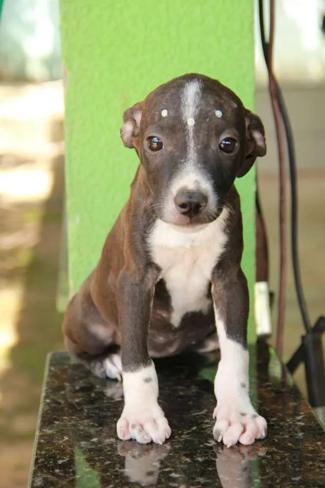 Cachorro ra a vira lata idade 2 a 6 meses nome Cachorro