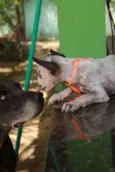 Cachorro