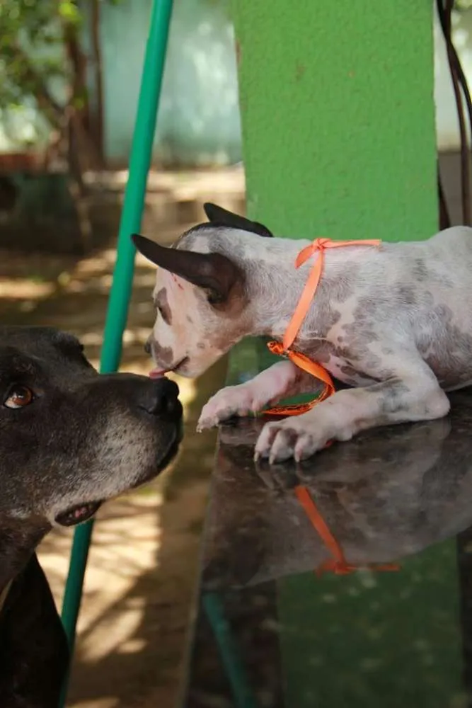 Cachorro ra a vira lata idade 2 a 6 meses nome Cachorro