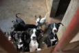 Cachorro