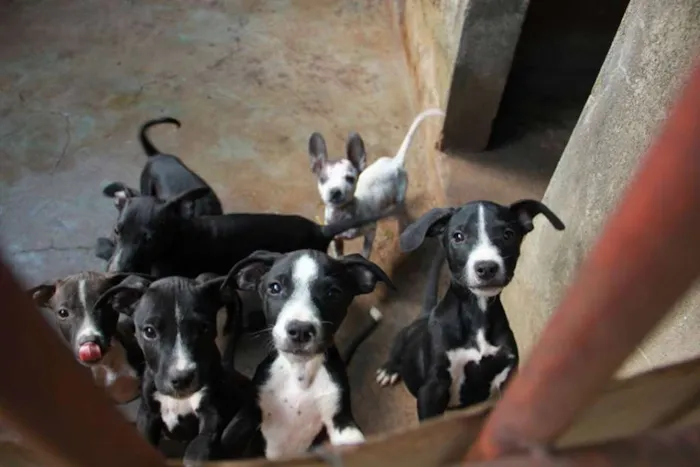 Cachorro ra a vira lata idade 2 a 6 meses nome Cachorro