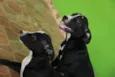 Cachorro