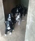 Cachorro