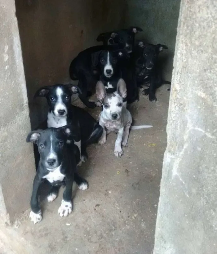 Cachorro ra a vira lata idade 2 a 6 meses nome Cachorro