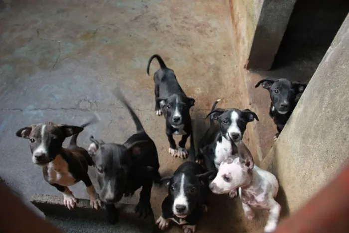 Cachorro ra a vira lata idade 2 a 6 meses nome Cachorro