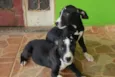 Cachorro