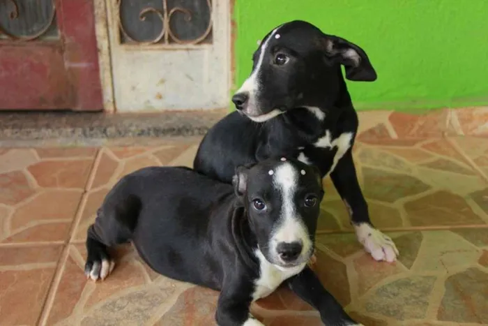 Cachorro ra a vira lata idade 2 a 6 meses nome Cachorro