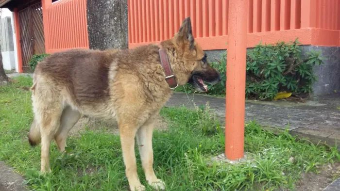 Cachorro ra a pastor alemão  idade 6 ou mais anos nome desconhecido