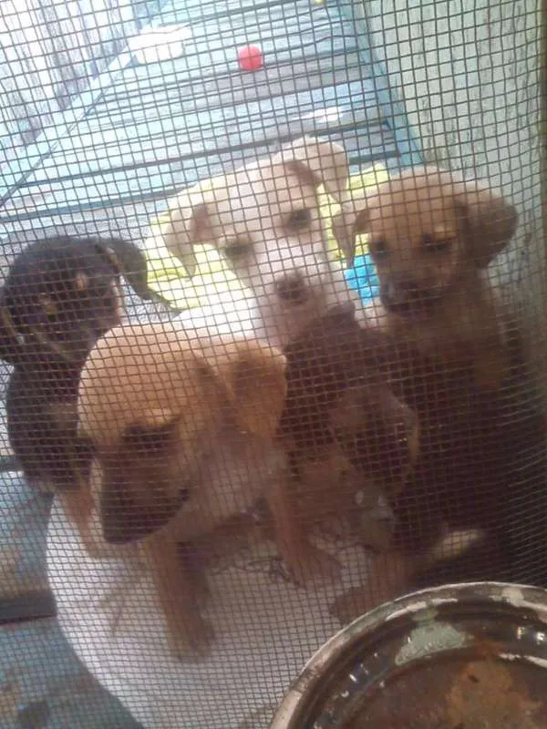 Cachorro ra a vira lata idade  nome varias