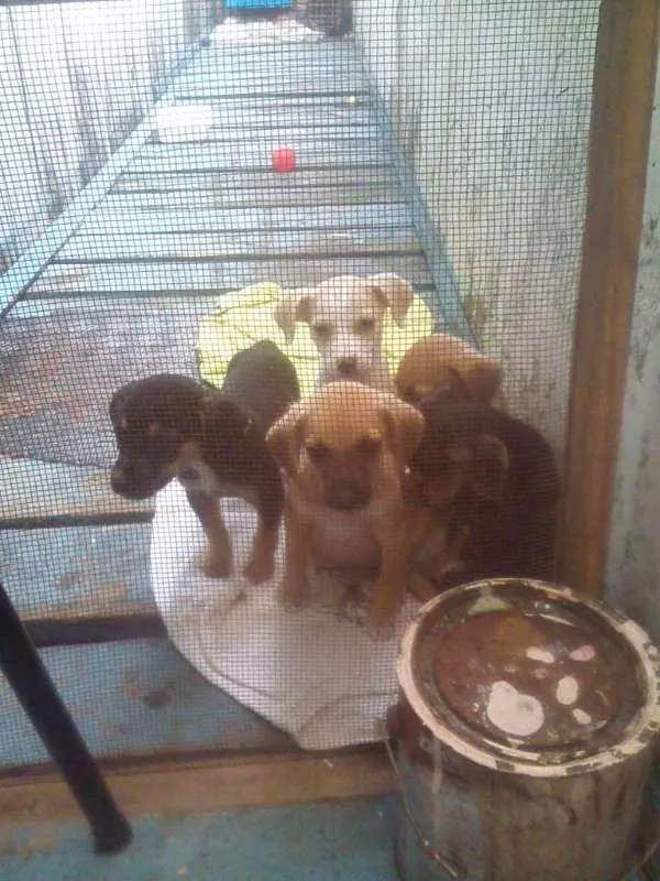 Cachorro ra a vira lata idade  nome varias