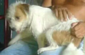 Cachorro raça Misturada com malteza idade 6 ou mais anos nome Babi