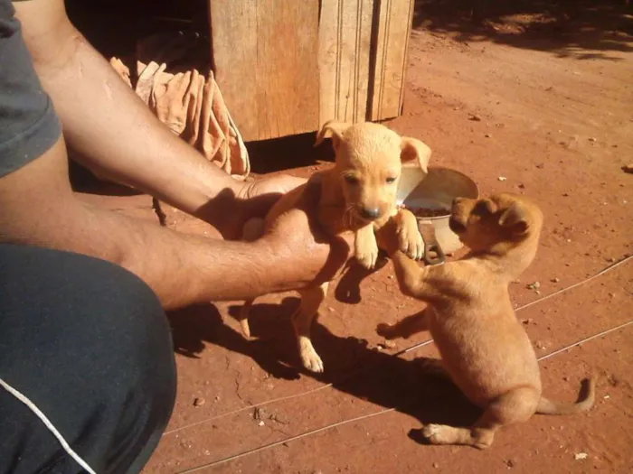 Cachorro ra a SRD idade Abaixo de 2 meses nome [sem nome]