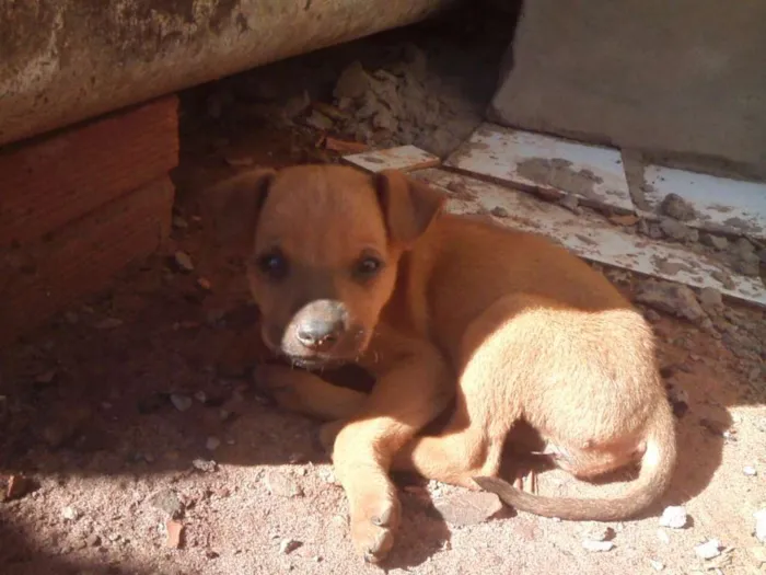 Cachorro ra a SRD idade Abaixo de 2 meses nome [sem nome]