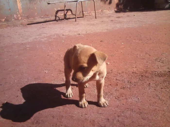 Cachorro ra a SRD idade Abaixo de 2 meses nome [sem nome]